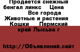 Продается снежный бенгал(линкс) › Цена ­ 25 000 - Все города Животные и растения » Кошки   . Пермский край,Лысьва г.